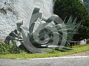 Big agave plant in the garden