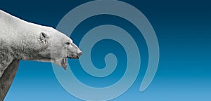 Big aggressive growling polar bear head isolated at gradient blue sky background with copy space, closeup, details