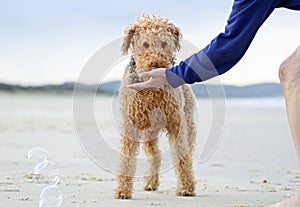 Big Airedale Terrier dog getting treat from person on fun day at beach