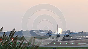 Big airplane landing With a foreground of pampas grass.