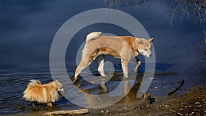 Big akita and small spitz walking on the river