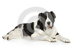 Big Alabai dog graceful lying on a white