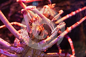 Big Alaskan crab specimen in underwater tank