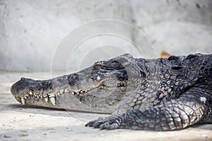 Velký aligátor krokodýl 