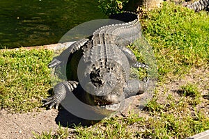 Big alligator on green grass at the edge of the lagoon at Bush Gardens Tampa Bay.