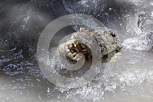 Big alligator head and teeth