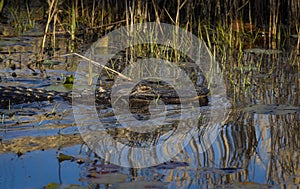 Big Alligator relaxing in water