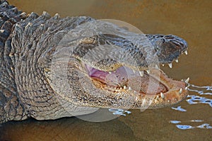 Big alligator showing teeth at Everglades, Florida