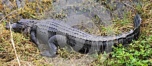 Big Alligator sleeping on the edge of a large Florida lake.