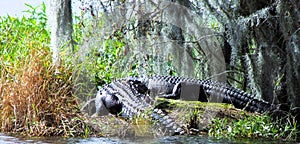Big Alligators side by side in a small Florida swamp.