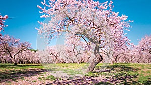 A big almond tree with flowers blooming the first weeks of spring with pink almond trees in bloom in Madrid, Spain