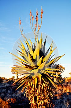 Big Aloe Ferox Plant with Red Flowers, Keetmanshoop, Namibia photo