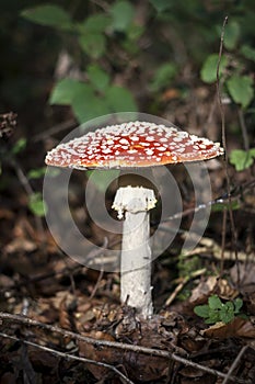 Big amanita muscaria mushroom