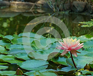 Big amazing bright pink-orange water lily lotus flower Perry`s Orange Sunset in the garden pond above green leaves.