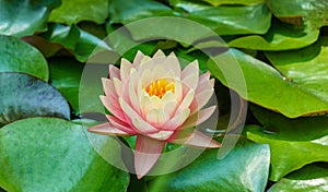 Big amazing bright pink-orange water lily lotus flower Perry`s Orange Sunset in the garden pond above green leaves.