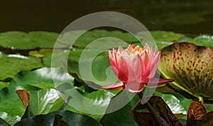 Big amazing bright pink water lily lotus flower Perry`s Orange Sunset in garden pond