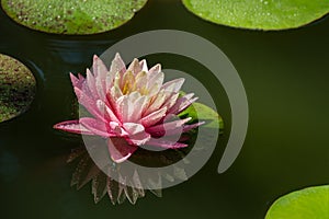 Big amazing bright pink-yellow water lily or lotus flower Perry`s Orange Sunset in garden pond. Water lily with water drops