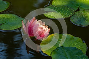 Big amazing bright pink-yellow water lily or lotus flower Perry`s Orange Sunset in garden pond. Water lily with water drops,