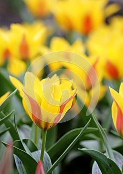 The big amount of the colorful tulips in the spring