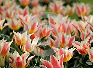 The big amount of the colorful tulips in the spring