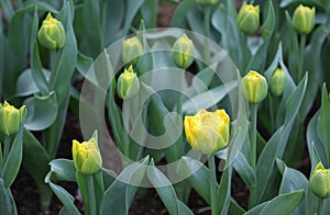 The big amount of the colorful tulips in the spring