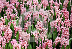 The big amount of the purple pink hyacinths
