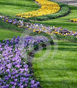 The big amount of purple and yellow crocuses growing in park