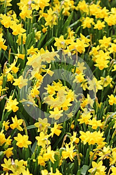 The big amount of the yellow daffodils growing in the field