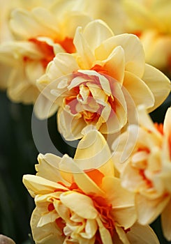 The big amount of the yellow daffodils growing in the field