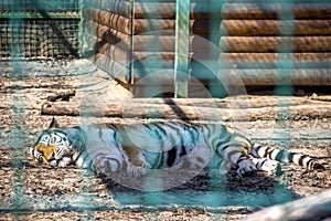 A big amur tiger Panthera tigris altaica laying on cage at the zoo