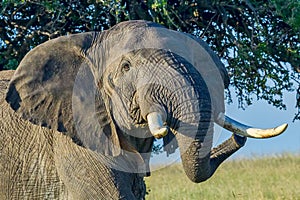 Big Angry African Elephant