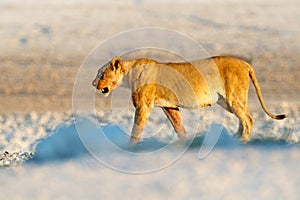 Big angry female lion in Etosha NP, Namibia. African lion walking in the grass, with beautiful evening light. Wildlife scene from