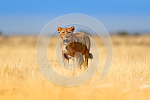 Big angry female lion in Etosha NP, Namibia. African lion walking in the grass, with beautiful evening light. Wildlife scene from