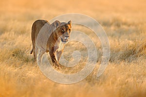 Big angry female lion in Etosha NP, Namibia. African lion walking in the grass, with beautiful evening light. Wildlife scene from