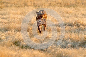 Big angry female lion in Etosha NP, Namibia. African lion walking in the grass, with beautiful evening light. Wildlife scene from