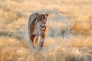 Big angry female lion in Etosha NP, Namibia. African lion walking in the grass, with beautiful evening light. Wildlife scene from