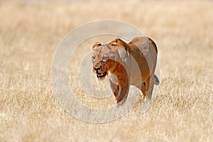 Big angry female lion in Etosha NP, Namibia. African lion walking in the grass, with beautiful evening light. Wildlife scene from
