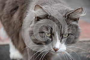Big angry grey cat walking on a stone ground