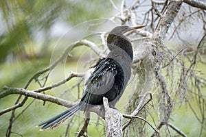 A big anhinga bird resting on tree branch in Florida wetlands