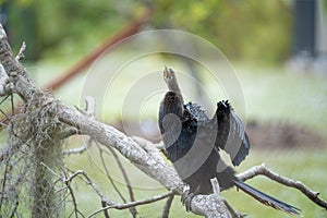 A big anhinga bird resting on tree branch in Florida wetlands