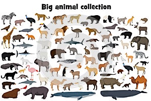 Big animal collection. Set of wild forest, arctic, jungle, mountain, african, australian animals. Realistic animals.