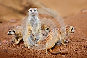 Big Animal family. Funny image from Africa nature. Cute Meerkat, Suricata suricatta, sitting on the stone. Sand desert with small photo