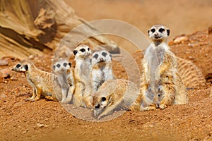 Big Animal family. Funny image from Africa nature. Cute Meerkat, Suricata suricatta, sitting on the stone. Sand desert with small photo