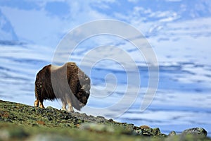 Big animal in the winter mountain. Musk Ox, Ovibos moschatus, with mountain and snow in the background, animal in the nature habit