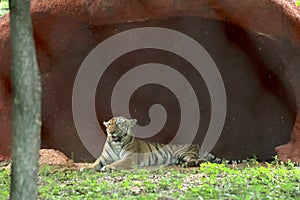 Big Animals Tiger sitting photo.