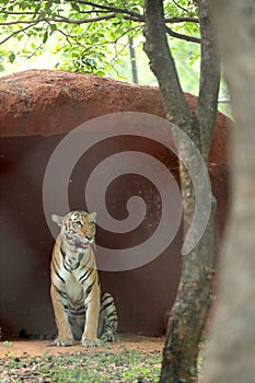 Big Animals Tiger sitting photo.