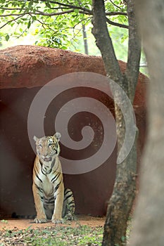 Big Animals Tiger sitting photo.