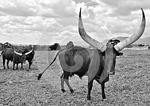 A big Ankole Cow