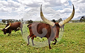 A big Ankole Cow