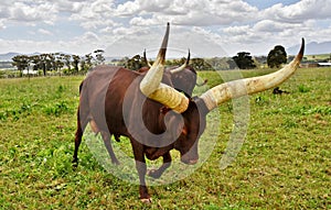 A big Ankole Cow